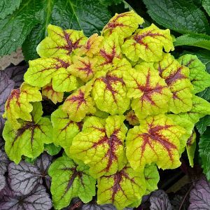 Heucherella (Foamy Bells)